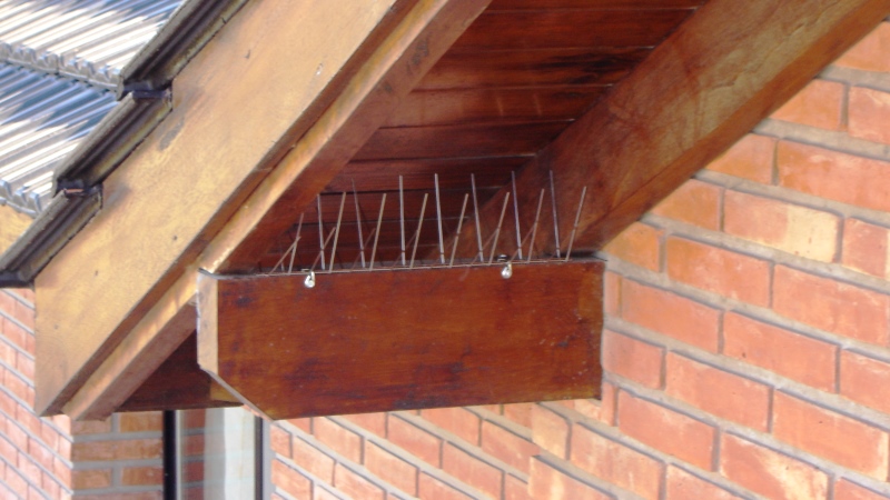 Pinches erradicadores de palomas en estructura de madera de techo
