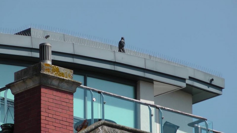 Halcón plástico en un techo para evitar que los pájaros se posen