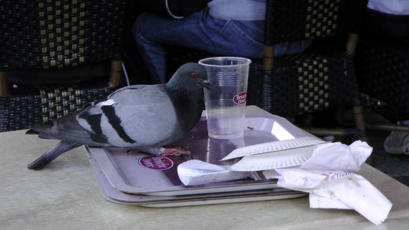 Las palomas se abalanzan sobre las mesas con comida